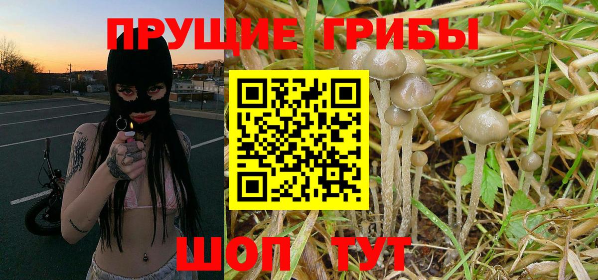 Галлюциногенные грибы мицелий  Добрянка  Галлюциногенные грибы Psilocybine cubensis 